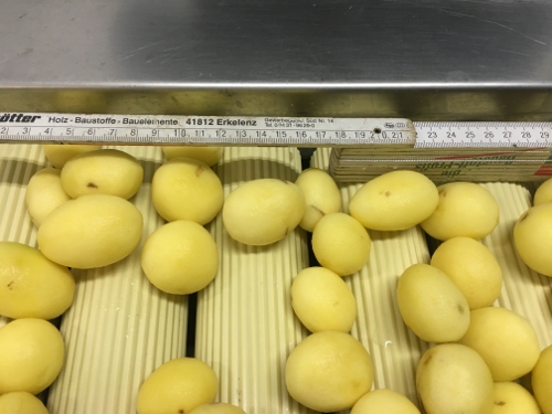 Potatoes peeled with MSS-K peeling machine